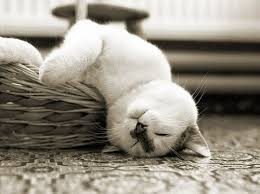 บริษัท ชาร์ม เนเชอรัล โปรดักซ์ แอนด์ สปา จำกัด บริษัท ชาร์ม เนเชอรัล โปรดักซ์ แอนด์ สปา จำกัด?v=1001